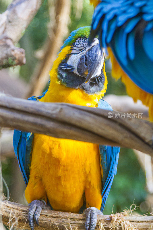 Foz do Iguaçu，热带鸟类